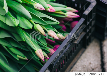 black box with pink tulips 20853717