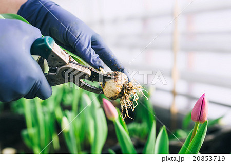 tulip bulb cut by pruner 20853719
