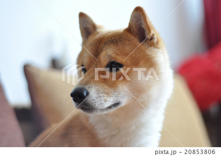 Close up on young shiba inu dog 20853806