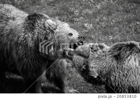 Grizzly bear fight 20853810