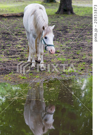 horse standing in a shallow pond 20853873