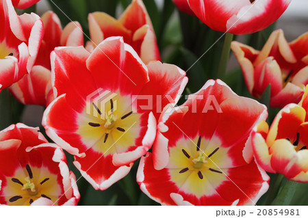 リンファンダマーク・チューリップの花 20854981
