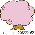 シンプルな桜の木 20855462