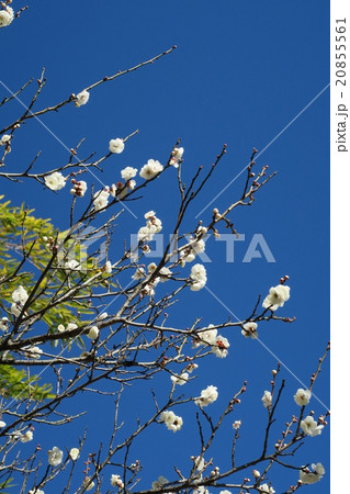 ちらほら咲いた梅の花 20855561