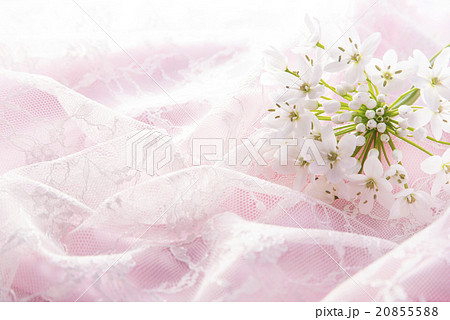 ピンクのドレープ 20855588
