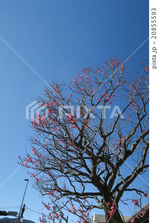 ちらほら咲いた紅梅の梅 20855593