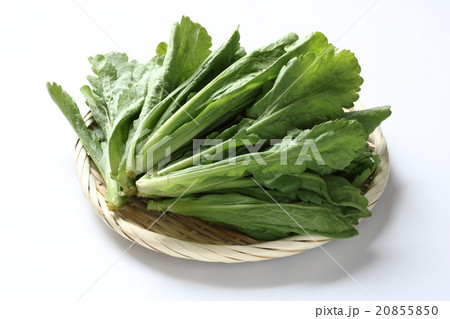 大葉春菊 大葉春菊 20855850