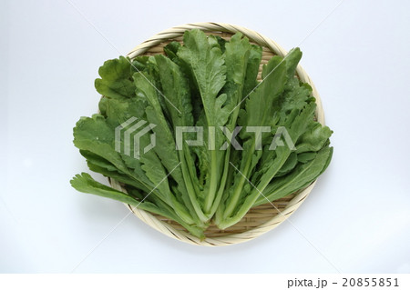 大葉春菊 20855851