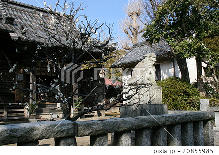 鎌倉市扇ガ谷の鎮守「八坂大神」を訪れて 鎌倉市扇ガ谷の鎮守「八坂大神」を訪れて 20855985