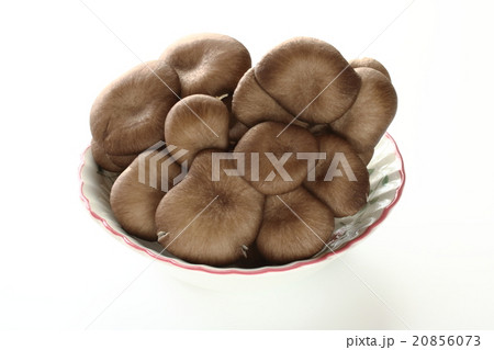 ヒラタケ 20856073