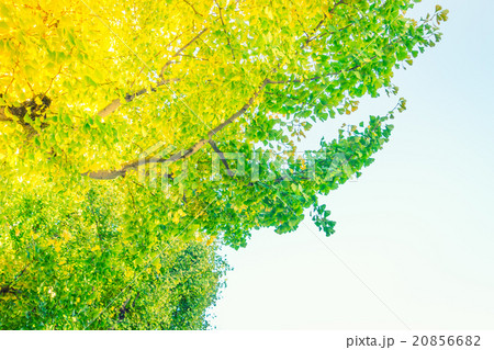 Beautiful Colorful Autumn Leaves 20856682