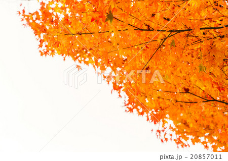 Beautiful Colorful Autumn Leaves Beautiful Colorful Autumn Leaves 20857011