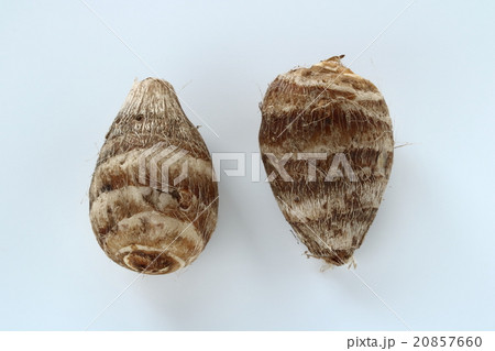 海老芋 20857660