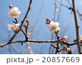 梅の花 20857669