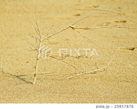 浜辺 20857876
