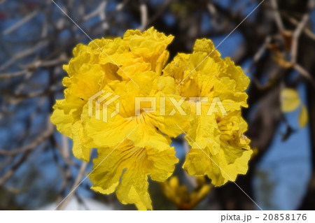 春真っ盛り 満開のゴールデントランペットツリー 春真っ盛り 満開のゴールデントランペットツリー 20858176