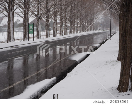 雪の目てセコイア並木と道路 雪の目てセコイア並木と道路 20858565
