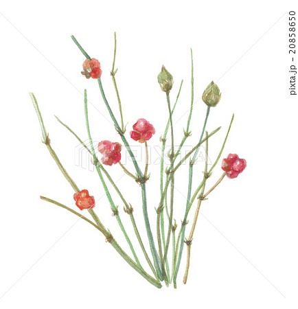 麻黄　花 20858650