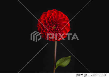 ダリア ダリア 20859004