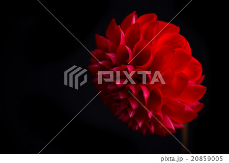ダリア ダリア 20859005