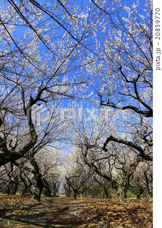 赤塚溜池公園 20859770