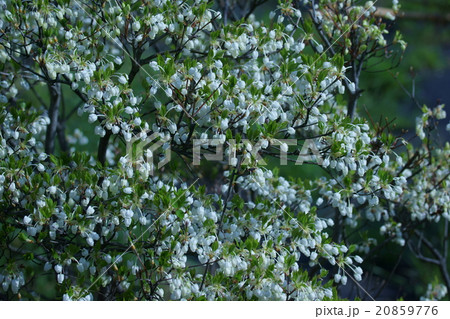 灯台躑躅ドウダンツツジ　花言葉は「控えめな幸福」 20859776