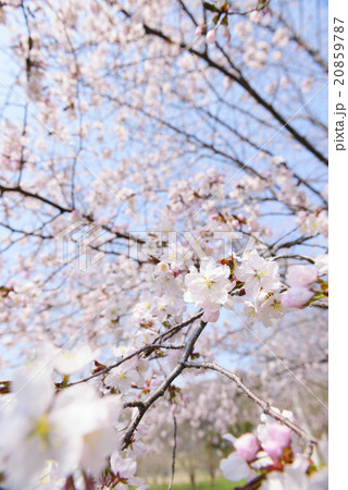 桜を見上げるの写真素材