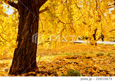 黄葉 黄葉 20859879