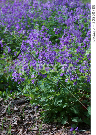 花大根ハナダイコン　花言葉は「知恵の泉」 20860789