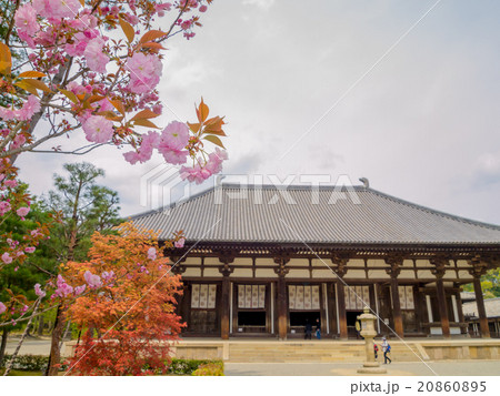 世界遺産　奈良　唐招提寺　桜 20860895