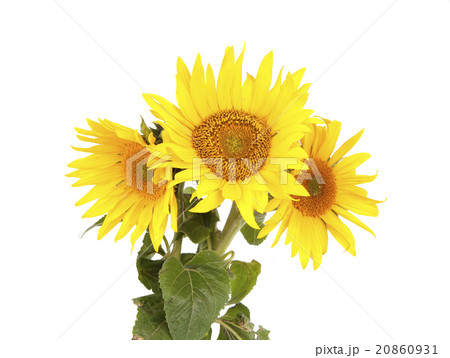 sunflowers 20860931