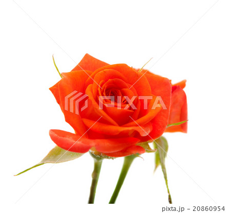 orange rose 20860954