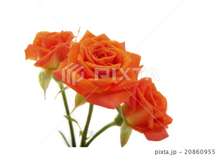 orange rose 20860955