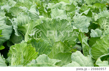 cabbage growing 20860957