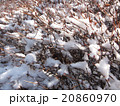 雪積もる 20860970