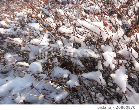 雪積もる 雪積もる 20860970