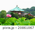弁天堂と蓮 20861067