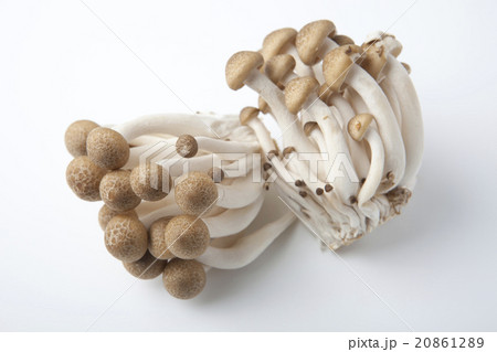 しめじ 20861289