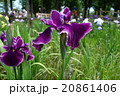 しょうぶ 20861406