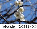 ２月の梅 20861408