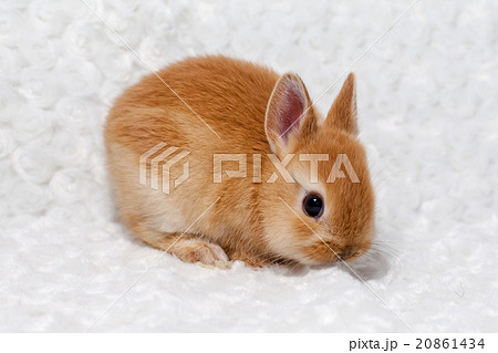 うさぎ 20861434