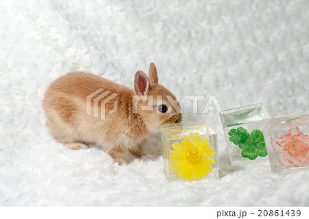 うさぎと華水晶 うさぎと華水晶 20861439