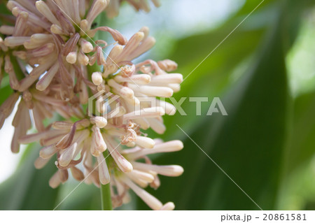 Beautiful Dracaena flower in the garden Beautiful Dracaena flower in the garden 20861581