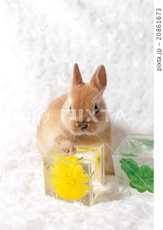 うさぎと華水晶 うさぎと華水晶 20861673