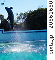 イルカショー 20861680