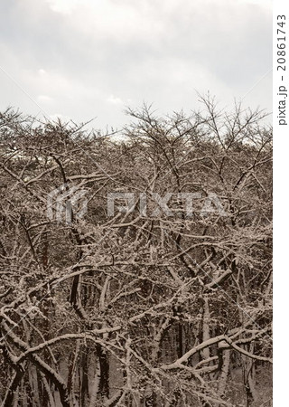 青空と雪の華14 20861743