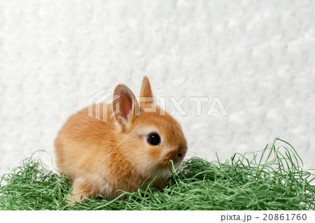 うさぎ　ネザーランドドワーフ 20861760