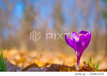 クロッカス 20862005