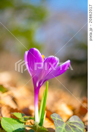 クロッカス 20862017