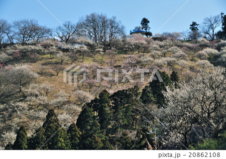 田浦梅の里 20862108